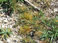 Poa bulbosa