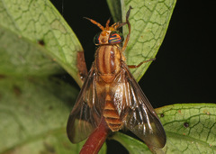 Chrysops flavidus