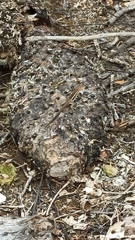 Microlophus albemarlensis