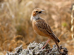 Chersomanes albofasciata garrula