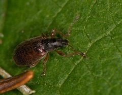 Phyllobius oblongus