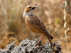 Chersomanes albofasciata garrula