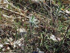 Euphorbia nicaeensis