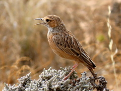 Chersomanes albofasciata garrula