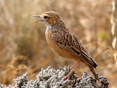 Chersomanes albofasciata garrula
