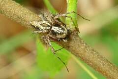 Oxyopes ramosus