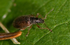 Phyllobius oblongus