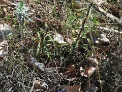 Euphorbia nicaeensis