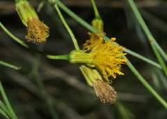 Porophyllum scoparium