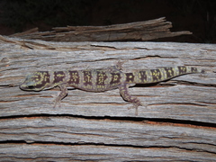 Oedura cincta