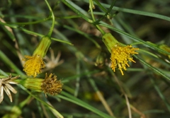 Porophyllum scoparium