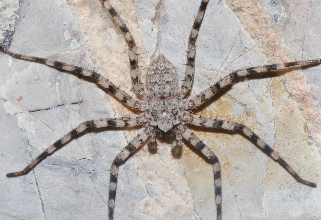 Crescent-eyed Spiders from Brewster, Texas, United States on October 25 ...