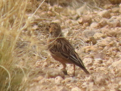Chersomanes albofasciata garrula