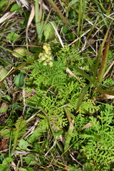 Artemisia laciniata
