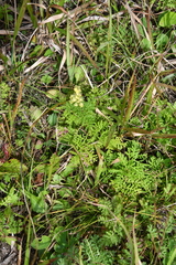 Artemisia laciniata