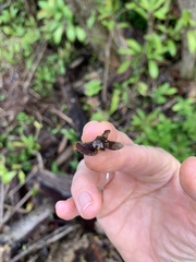 Ovachlamys fulgens