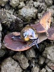 Ovachlamys fulgens