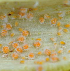 Baizongia pistaciae
