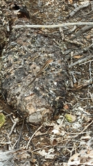 Microlophus albemarlensis