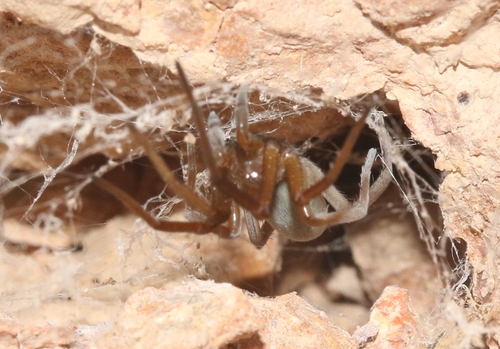 Arizona black hole spider