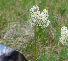 Valeriana dioica