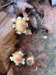 Calostoma lutescens