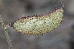 Pomaria melanosticta