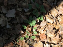 Ranunculus tuberosus