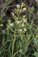 Thesium linophyllon