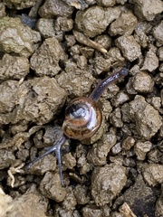 Ovachlamys fulgens