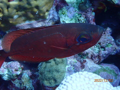 Heteropriacanthus cruentatus