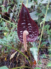 Anthurium caramantae