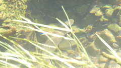 Salvelinus confluentus