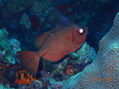 Heteropriacanthus cruentatus