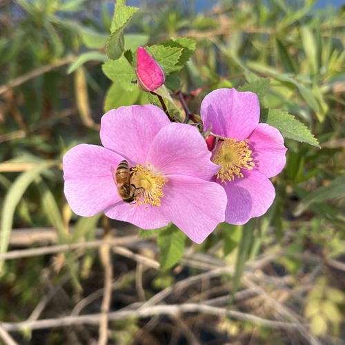 iNaturalist observation photo of California Wild Rose