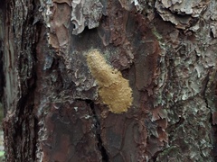 Lymantria dispar