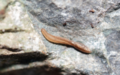 Argonemertes dendyi