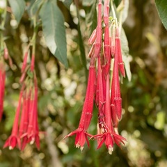 Angiospermae