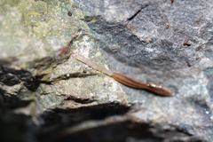 Argonemertes dendyi