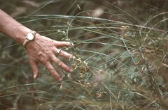 Epipactis veratrifolia