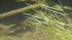 Salvelinus confluentus