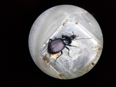 Sphaeroderus stenostomus lecontei