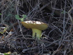 Suillus collinitus