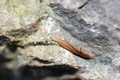 Argonemertes dendyi