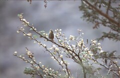 Zosterops abyssinicus