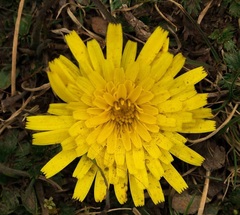 Hypochaeris sessiliflora