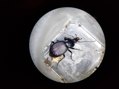 Sphaeroderus stenostomus lecontei