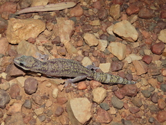 Oedura cincta