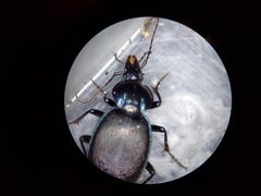 Sphaeroderus stenostomus lecontei