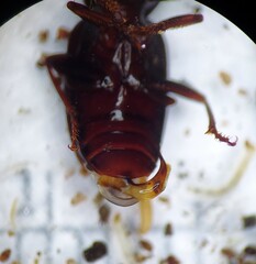 Pterostichus sayanus